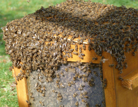 Die Bienen